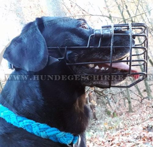 Drahtmaulkorb für Labrador Hund, gummiert